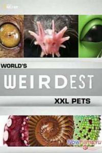 ����� �������� � ���� �������: XXL (2013)